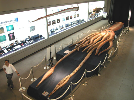 Event Real giant squid pity Really. agree Real giant squid were visited